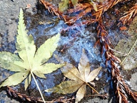 氷