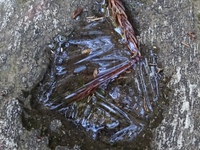 氷