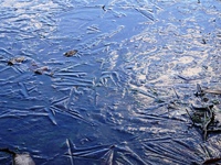 鶴ヶ池に張った氷