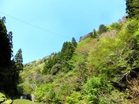 河内蒲の山