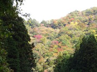河内浦から見た紅葉