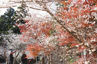 四季桜と紅葉の競演で華やぐ境内