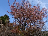 向雲寺の「大知波桜」