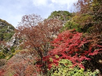 紅葉