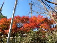 麓の紅葉