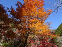 紅葉