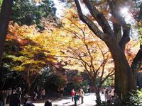 小國神社の紅葉