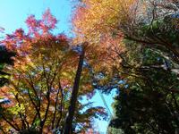 カエデの紅葉