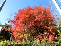麓の紅葉