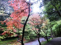 初夏の紅葉