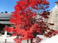イロハカエデの紅葉