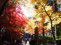 小國神社の紅葉