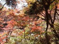 紅葉