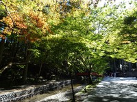 宮川沿いのカエデ