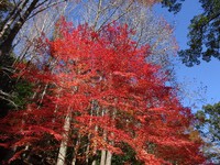 紅葉