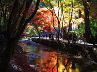 小國神社の紅葉