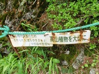 「高山植物を大切に」「高山植物保護のため　きめられた道を歩きましょう」の表示看板