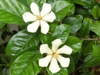 クチナシの花