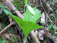 クマガイソウの蕾