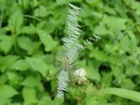 ナガコガネグモの隠れ帯