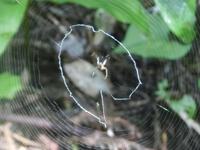 ウズグモの隠れ帯