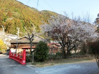 梅の花