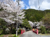「九里橋」の桜