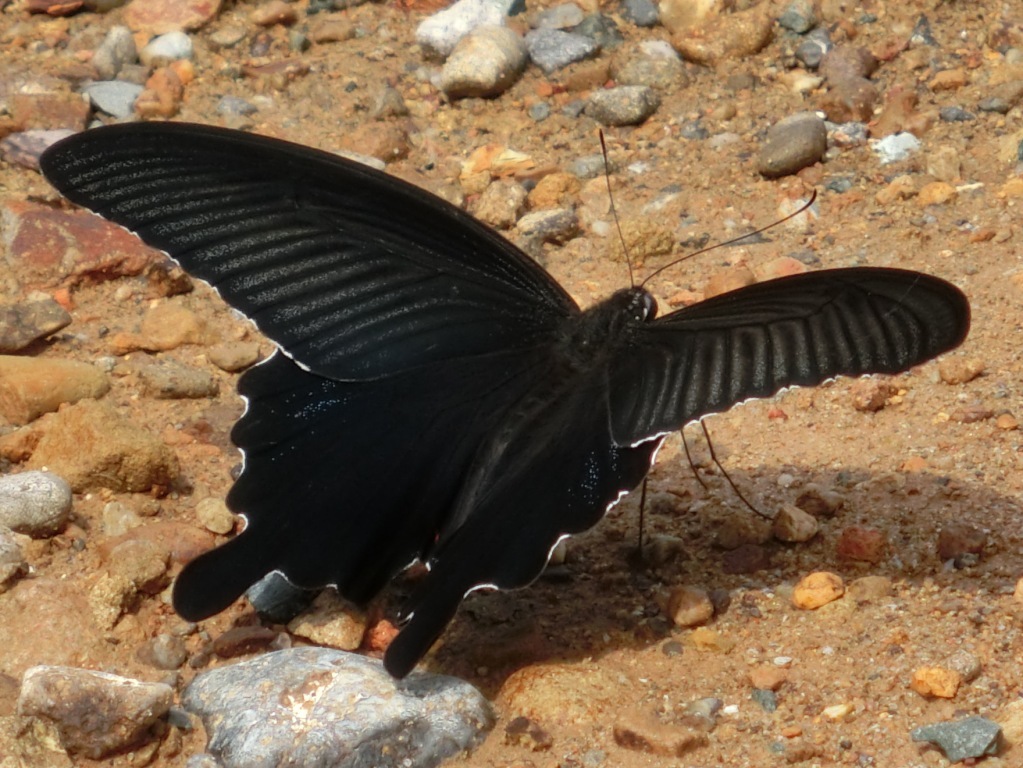 大型の黒い蝶 クロアゲハ L 自然と歴史の中を歩く