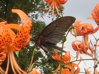 オニユリに黒い蝶