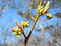 クロモジの花