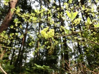 クロモジの花