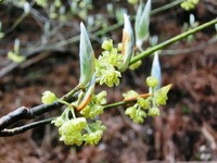 クロモジの花