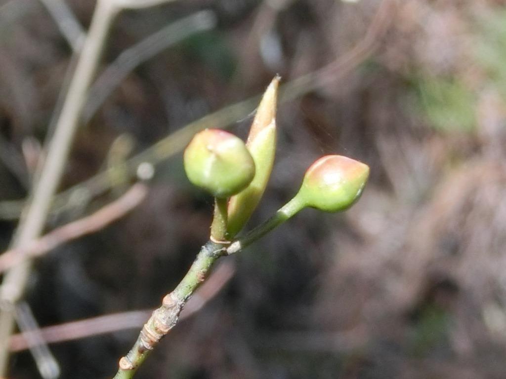 クロモジ 乾燥 200グラム お花 花芽 若葉 枝 厳しく