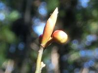 クロモジの葉芽