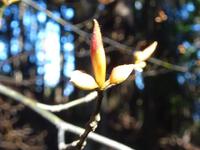 クロモジの新芽