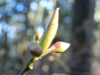 クロモジの新芽と蕾