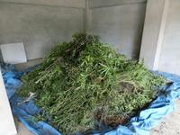 草の山