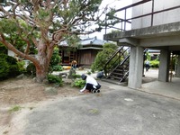 草取り