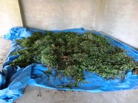 集められた草