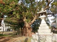 「許禰神社のクス」