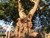 「許禰神社のクス」