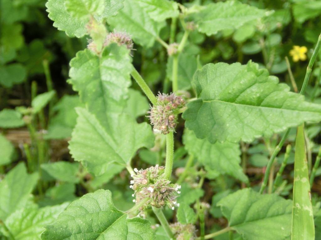 秋のご近所雑草の花 クワクサ L 自然と歴史の中を歩く