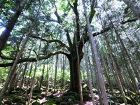 栃の巨木