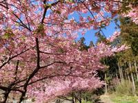 玖延寺の彼岸桜