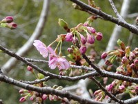 玖延寺の河津桜
