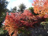 玖延寺の紅葉