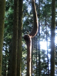 幹が捻じれた杉