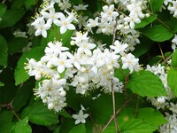 「初夏」を迎えた秋葉山に登る④―マルバウツギとヒメウラナミジャノメ