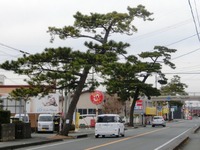 松並木
