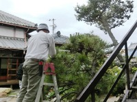 松の芽摘み